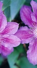 Flowers,Plants per Sony Ericsson txt pro