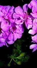 Plants, Flowers per HTC Sensation XL