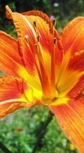 Flowers,Plants per HTC Sensation