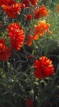 Scaricare immagine Plants, Flowers sul telefono gratis.