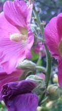 Scaricare immagine 240x400 Plants, Flowers sul telefono gratis.