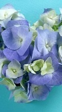 Scaricare immagine 240x400 Plants, Flowers, Hearts, Love, Valentine&#039;s day sul telefono gratis.
