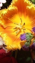 Scaricare immagine 1024x600 Plants, Flowers sul telefono gratis.