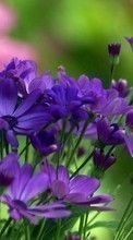 Scaricare immagine 320x480 Plants, Flowers sul telefono gratis.