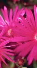 Scaricare immagine 128x160 Plants, Flowers sul telefono gratis.