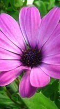 Scaricare immagine 480x800 Plants, Flowers sul telefono gratis.
