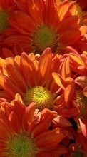 Scaricare immagine 360x640 Plants, Flowers sul telefono gratis.
