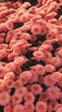 Scaricare immagine 480x800 Plants, Flowers sul telefono gratis.