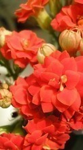 Scaricare immagine 800x480 Plants, Flowers sul telefono gratis.