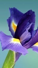 Scaricare immagine Flowers, Plants, Iris sul telefono gratis.