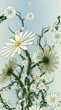 Scaricare immagine Flowers, Plants, Pictures, Camomile sul telefono gratis.