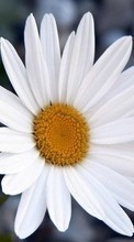 Scaricare immagine 1080x1920 Plants, Flowers, Camomile sul telefono gratis.
