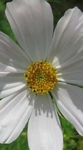 Scaricare immagine 800x480 Plants, Flowers, Camomile sul telefono gratis.