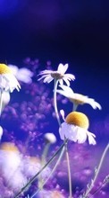 Scaricare immagine Flowers, Plants, Camomile sul telefono gratis.
