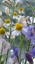Scaricare immagine 240x400 Plants, Flowers, Camomile sul telefono gratis.