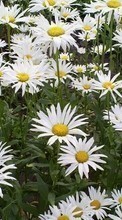 Scaricare immagine 800x480 Plants, Flowers, Backgrounds, Camomile sul telefono gratis.