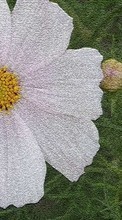 Scaricare immagine 1080x1920 Plants, Flowers, Camomile sul telefono gratis.