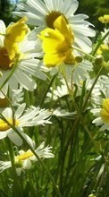 Scaricare immagine Plants, Flowers, Camomile sul telefono gratis.