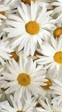 Flowers,Plants,Camomile per Sony Xperia M4 Aqua