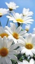 Flowers,Plants,Camomile per Samsung Galaxy E7
