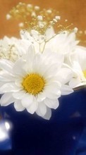 Flowers,Plants,Camomile per Sony Xperia C3