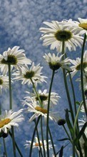 Scaricare immagine Flowers,Plants,Camomile sul telefono gratis.