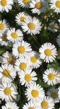 Scaricare immagine 1280x800 Plants, Flowers, Camomile sul telefono gratis.