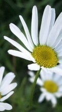 Scaricare immagine 800x480 Plants, Flowers, Camomile sul telefono gratis.