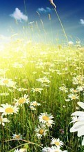 Scaricare immagine Flowers, Plants, Camomile, Grass sul telefono gratis.