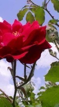 Scaricare immagine Plants, Flowers, Roses sul telefono gratis.