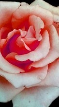 Scaricare immagine 480x800 Plants, Flowers, Roses sul telefono gratis.