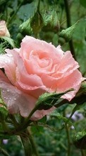 Scaricare immagine 800x480 Plants, Flowers, Roses sul telefono gratis.