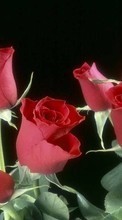 Scaricare immagine 720x1280 Plants, Flowers, Roses sul telefono gratis.