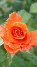 Scaricare immagine Plants, Flowers, Roses, Drops sul telefono gratis.