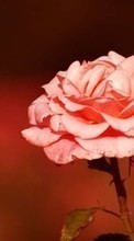 Scaricare immagine 1080x1920 Plants, Flowers, Roses sul telefono gratis.