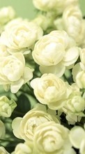 Flowers, Plants, Roses per HTC Desire 310
