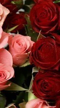 Flowers, Plants, Roses per OnePlus 8 Pro
