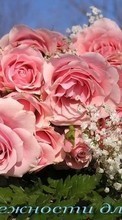 Scaricare immagine 800x480 Holidays, Plants, Flowers, Roses sul telefono gratis.
