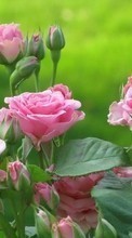 Scaricare immagine 1024x768 Flowers, Plants, Roses sul telefono gratis.