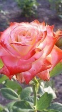 Scaricare immagine 1024x768 Plants, Flowers, Roses sul telefono gratis.