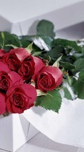 Flowers, Plants, Roses per Samsung S8003