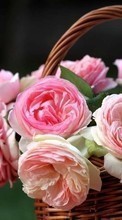 Scaricare immagine Flowers, Plants, Roses sul telefono gratis.