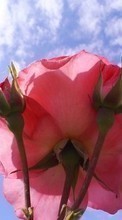 Scaricare immagine 1024x600 Plants, Flowers, Roses sul telefono gratis.