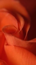 Scaricare immagine 1080x1920 Plants, Flowers, Roses sul telefono gratis.