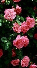 Flowers, Plants, Roses per Apple iPhone XR
