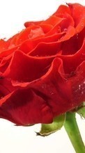 Flowers, Plants, Roses per OnePlus 8T