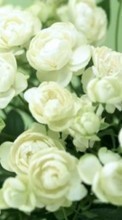 Scaricare immagine 320x240 Plants, Flowers, Roses sul telefono gratis.