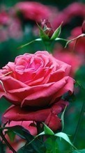 Flowers, Plants, Roses per Sony Ericsson W350