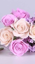 Scaricare immagine Flowers, Plants, Roses sul telefono gratis.