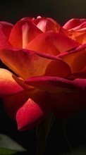 Scaricare immagine Plants, Flowers, Roses sul telefono gratis.